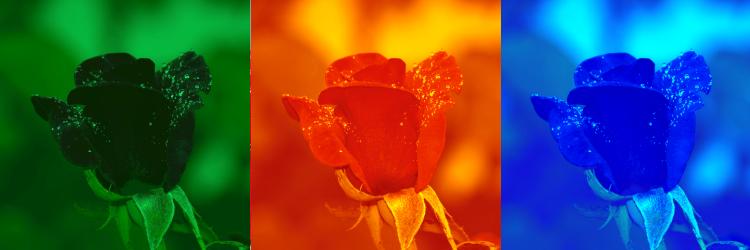 The Color Manipulation feature in image editing allows duotone